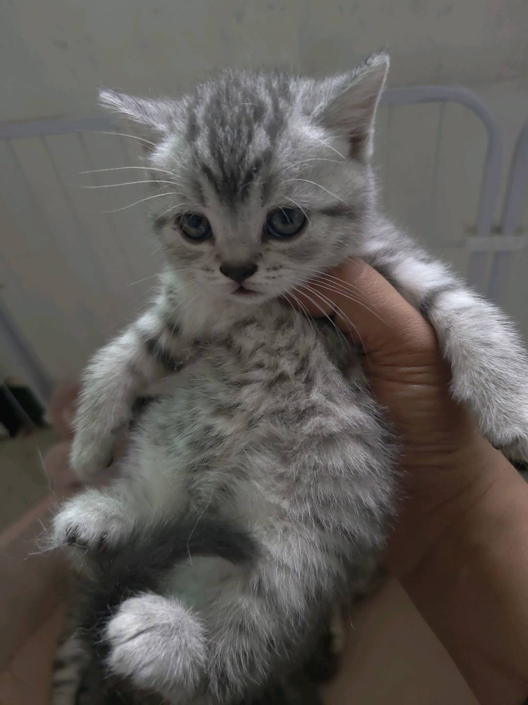 虎斑蓝猫串串